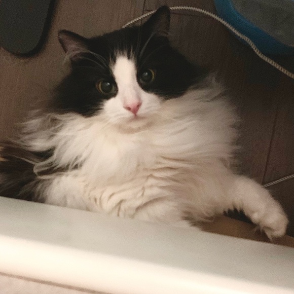 Meet your Posher, BB - Picture 2 of 10